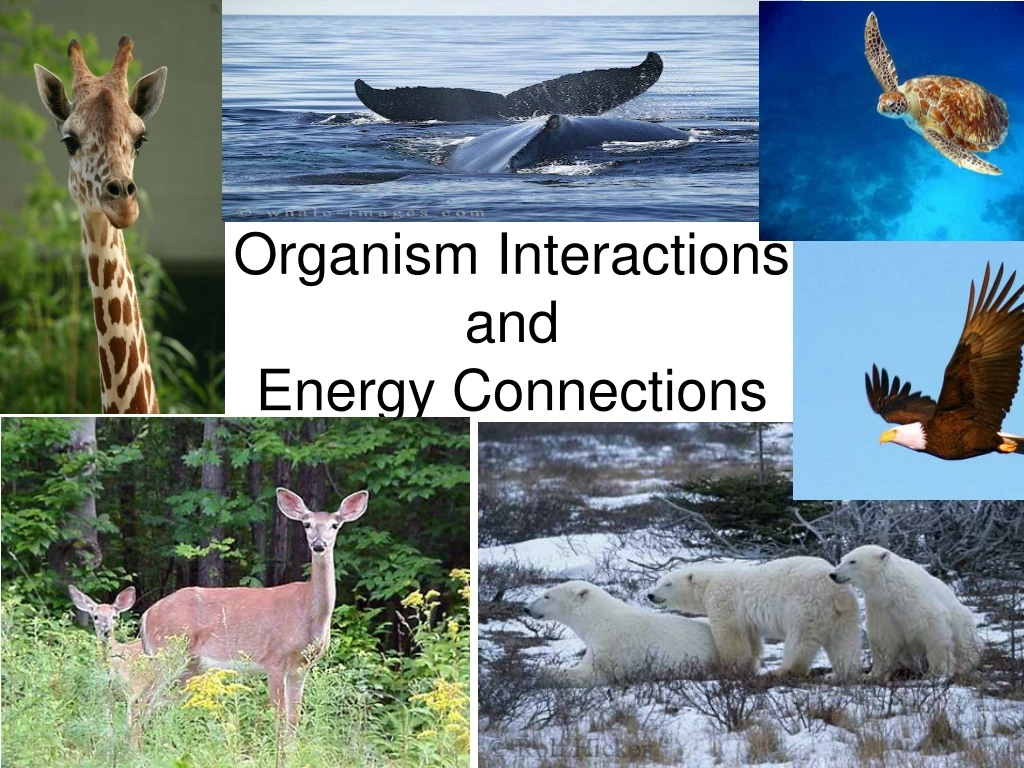 organism interactions and energy connections