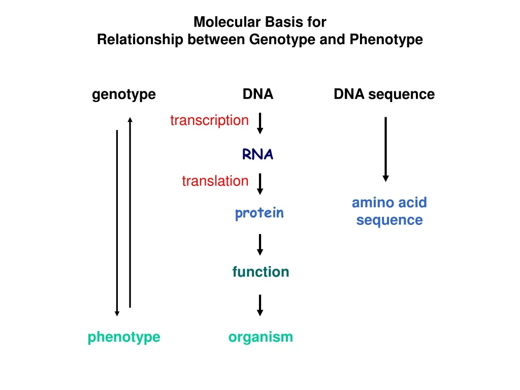 molecular basis for relationship between genotype