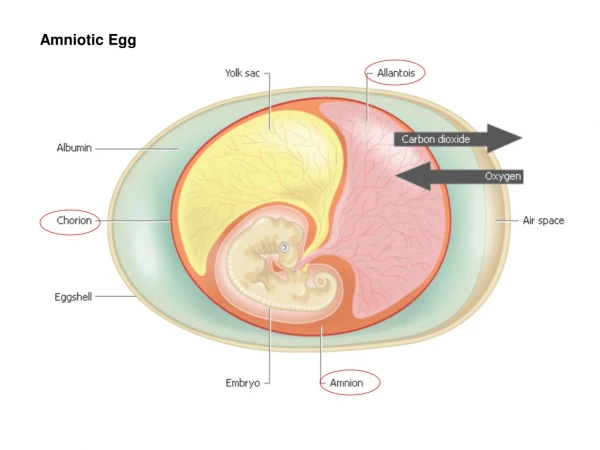 Amniotic Egg