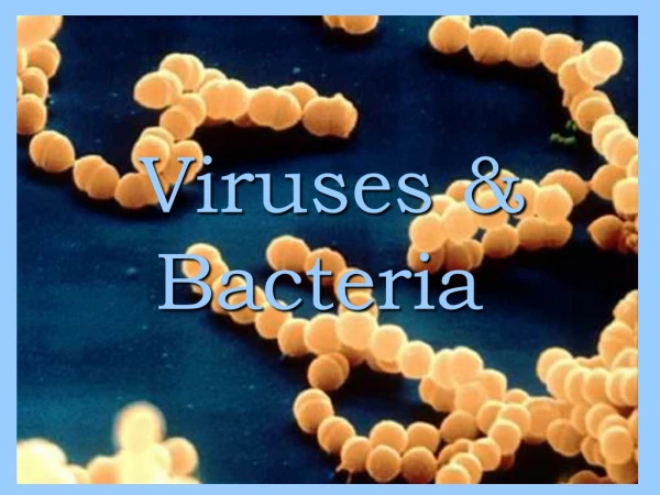 Viruses &amp; Bacteria