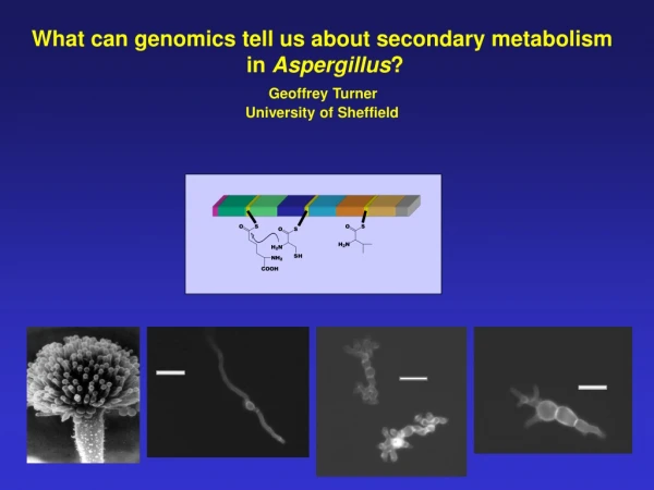 What can genomics tell us about secondary metabolism  in  Aspergillus ? Geoffrey Turner