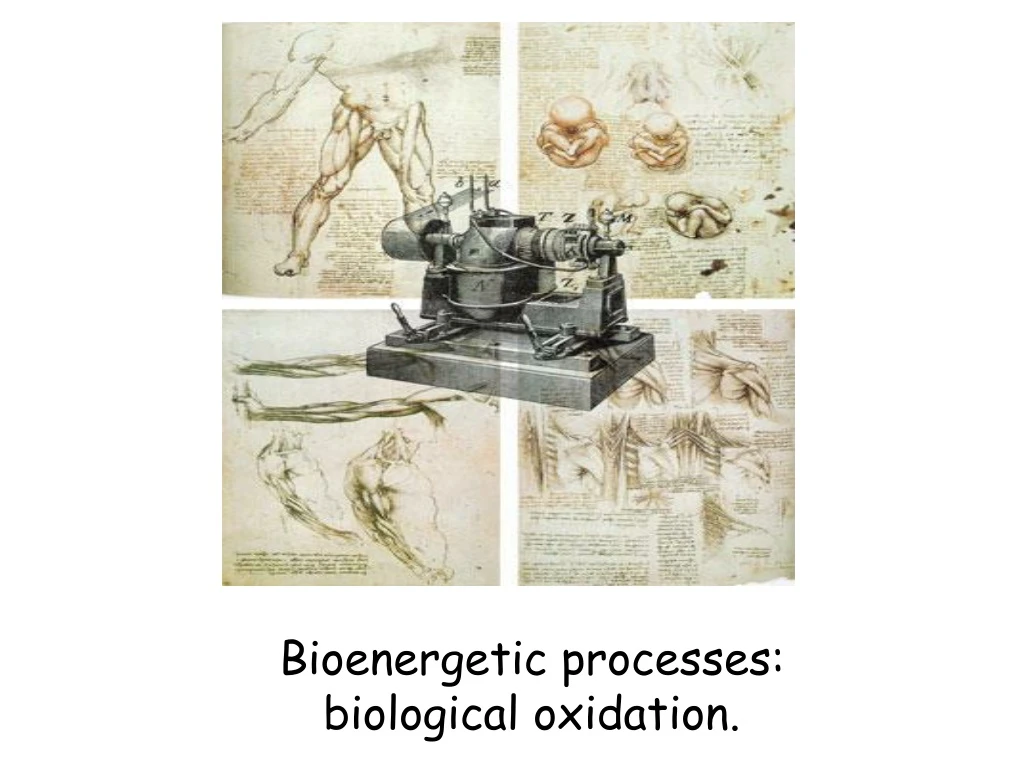 bioenergetic processes biological oxidation
