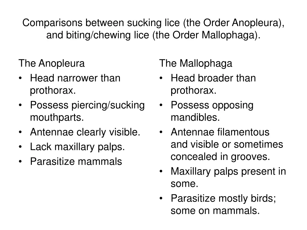 comparisons between sucking lice the order anopleura and biting chewing lice the order mallophaga