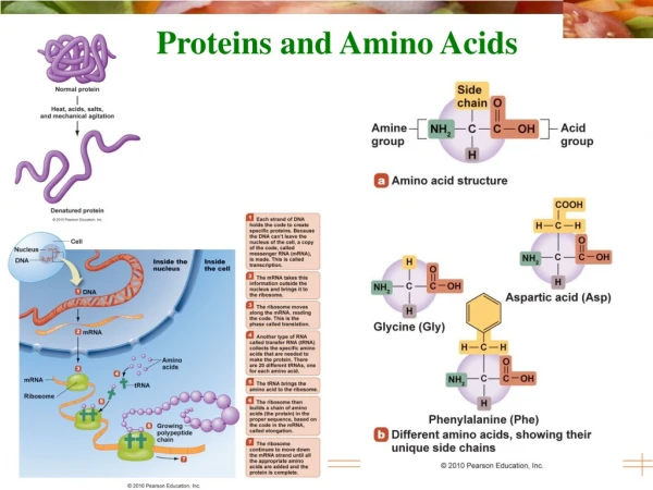 Proteins and Amino Acids