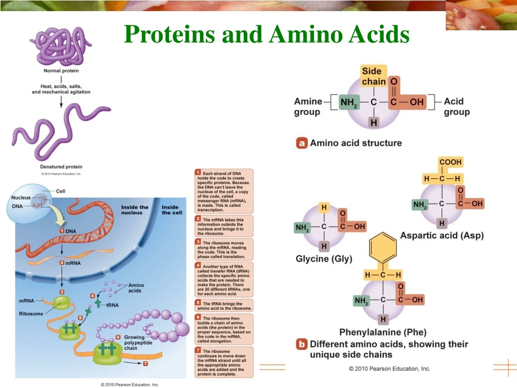 proteins and amino acids