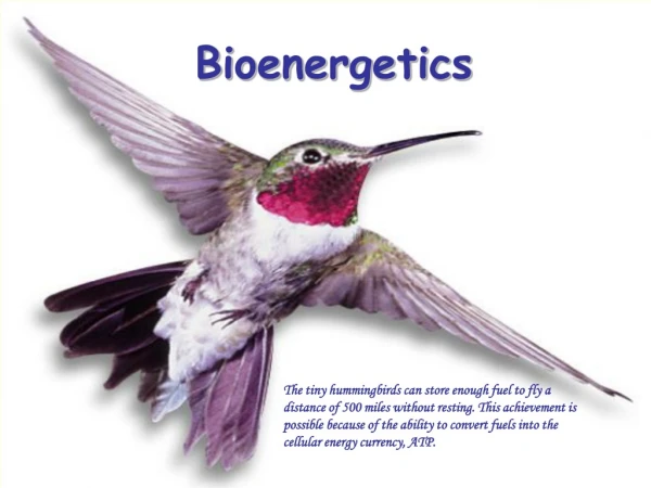 Bioenergetics