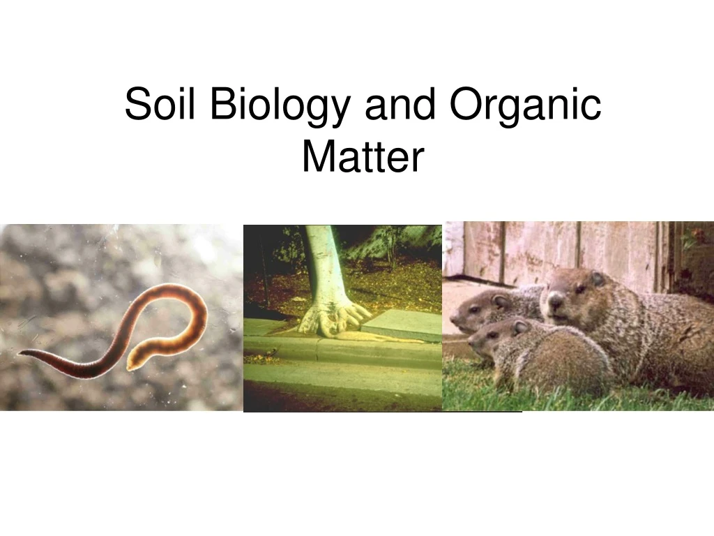 soil biology and organic matter