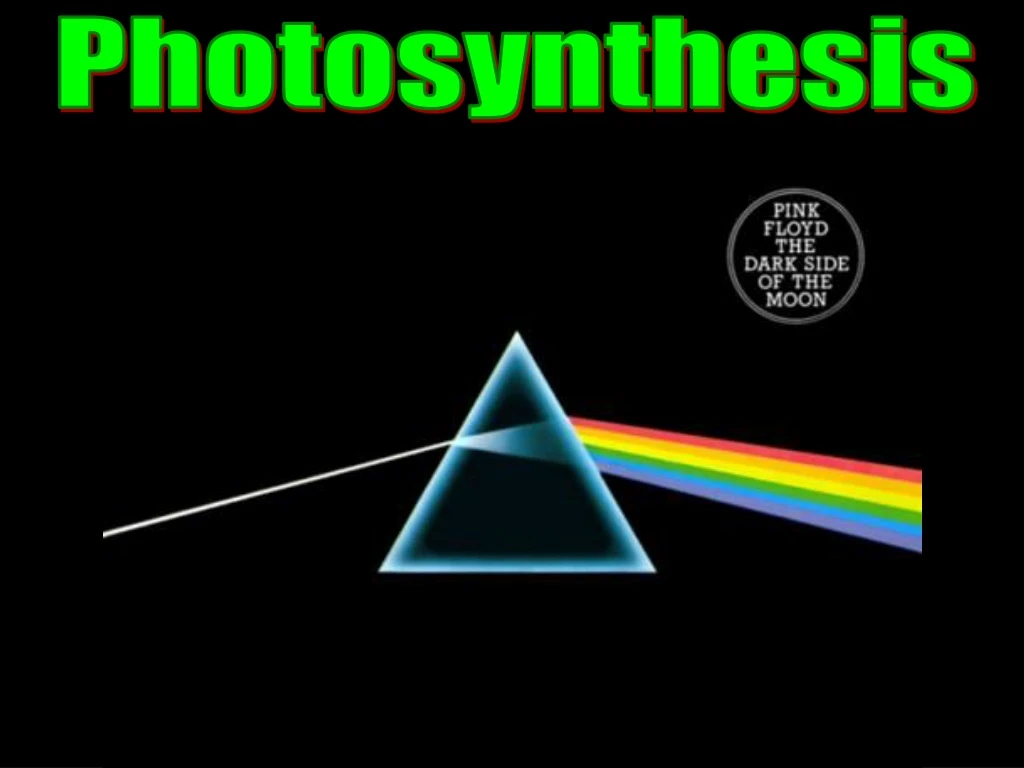 photosynthesis