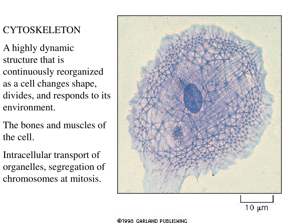 cytoskeleton a highly dynamic structure that