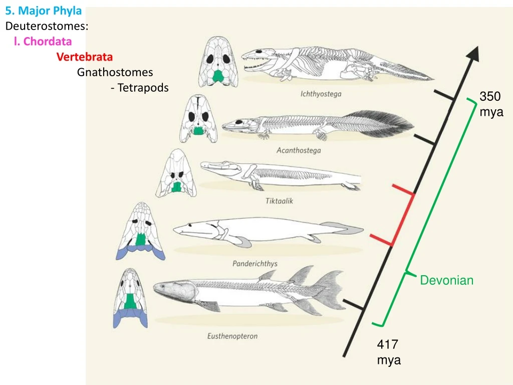 5 major phyla deuterostomes l chordata vertebrata