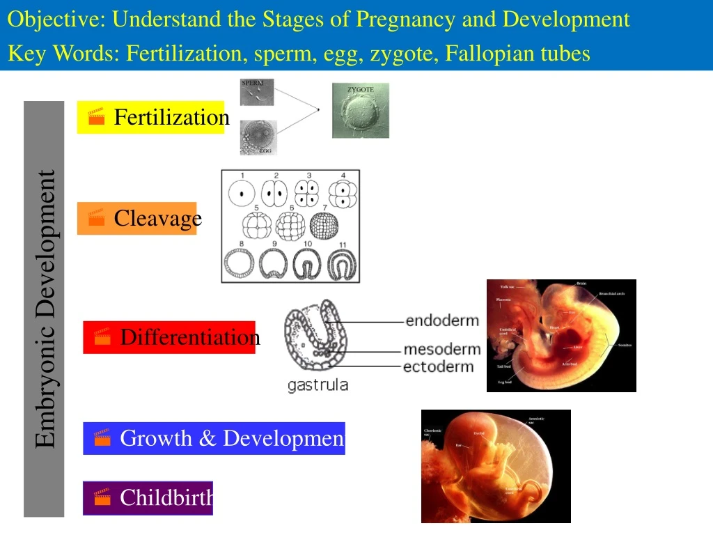 objective understand the stages of pregnancy