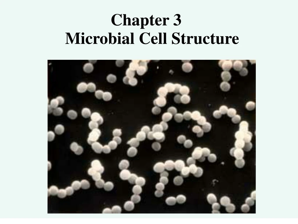 chapter 3 microbial cell structure