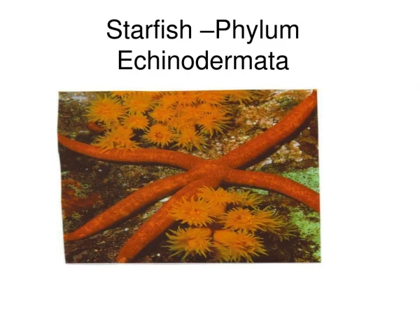 Starfish –Phylum Echinodermata