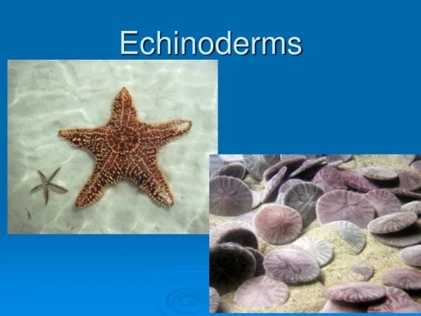 Echinoderms