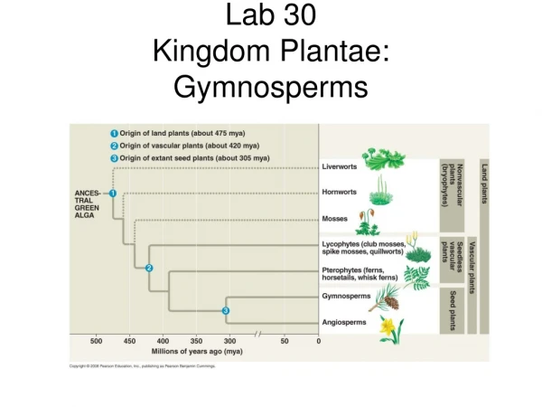 Lab 30 Kingdom Plantae:  Gymnosperms