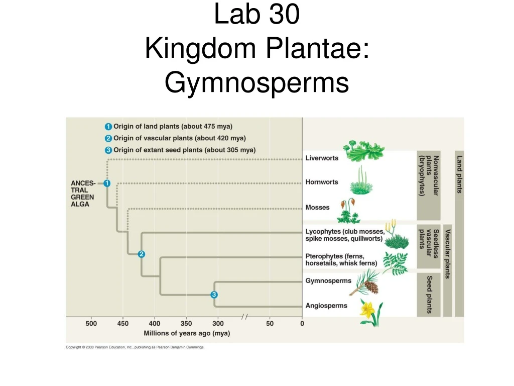 lab 30 kingdom plantae gymnosperms