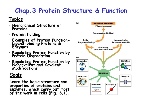 Chap.3 Protein Structure &amp; Function
