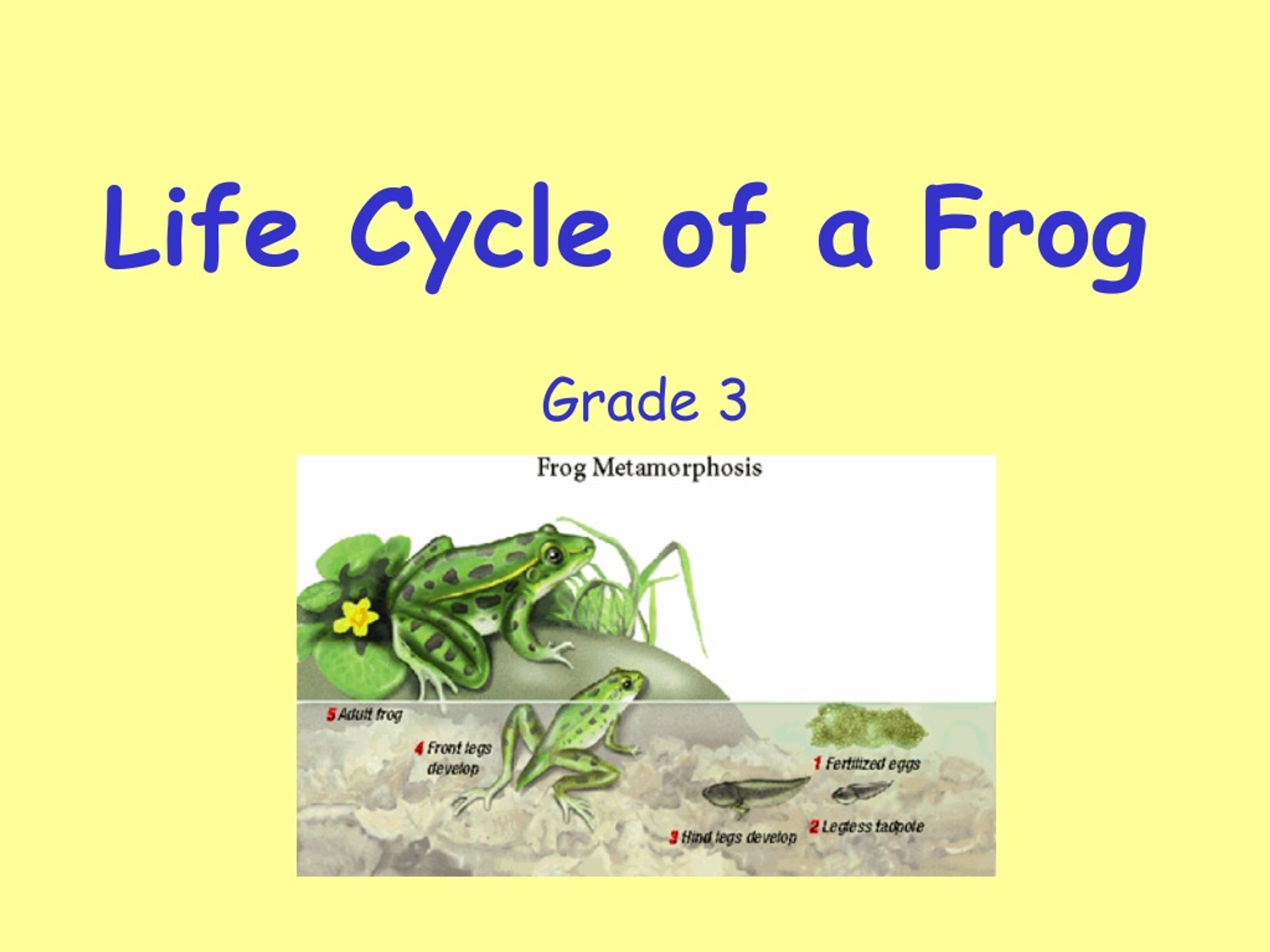 Exploring the Life Cycle of a Frog - slide 1