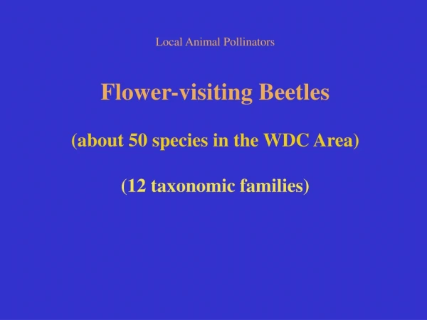 Local Animal Pollinators Flower-visiting Beetles (about 50 species in the WDC Area)