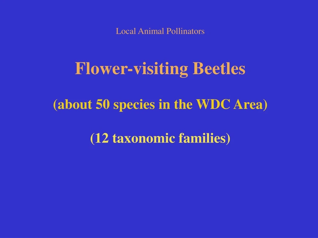 local animal pollinators flower visiting beetles