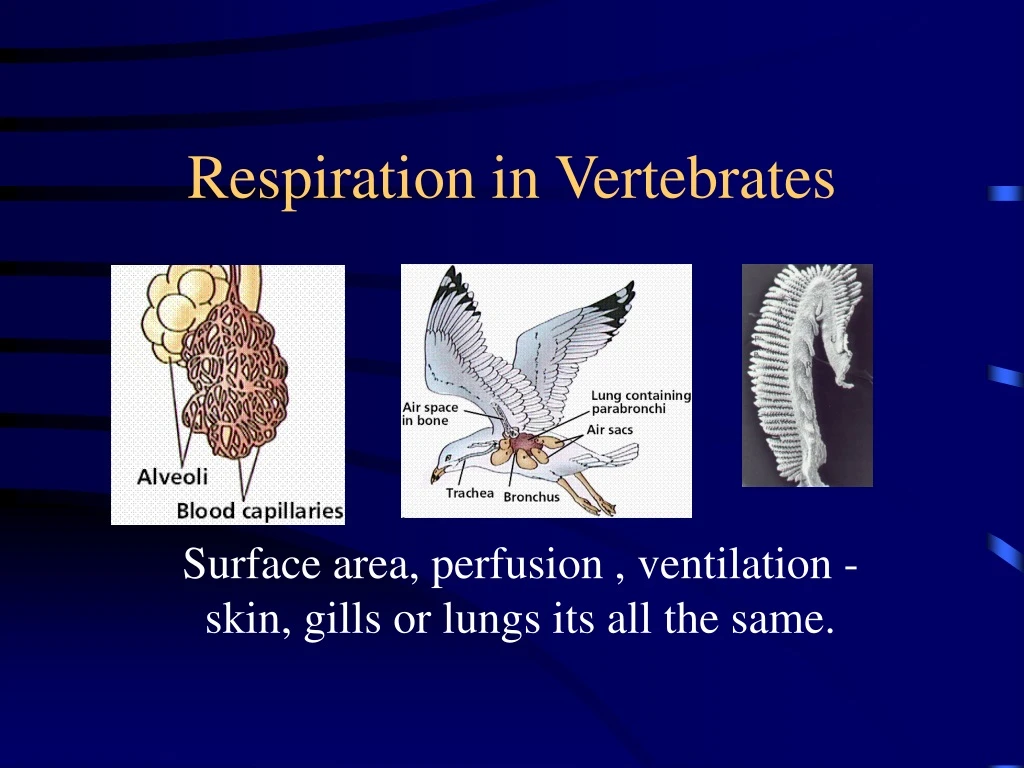 respiration in vertebrates