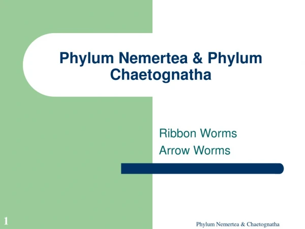 Phylum Nemertea &amp; Phylum Chaetognatha