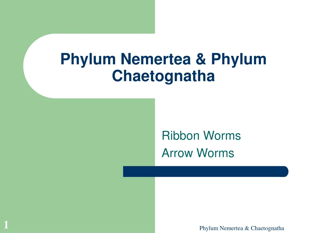 phylum nemertea phylum chaetognatha
