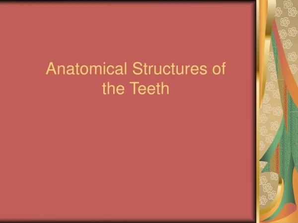 Anatomical Structures of  the Teeth