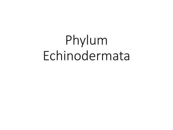 Phylum  Echinodermata