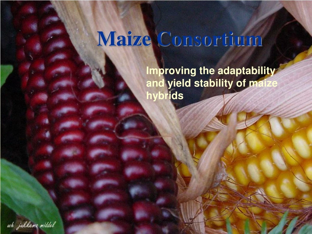 maize consortium