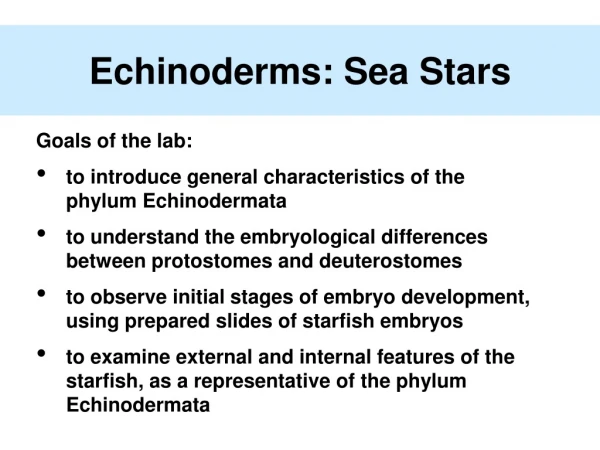 Echinoderms: Sea Stars