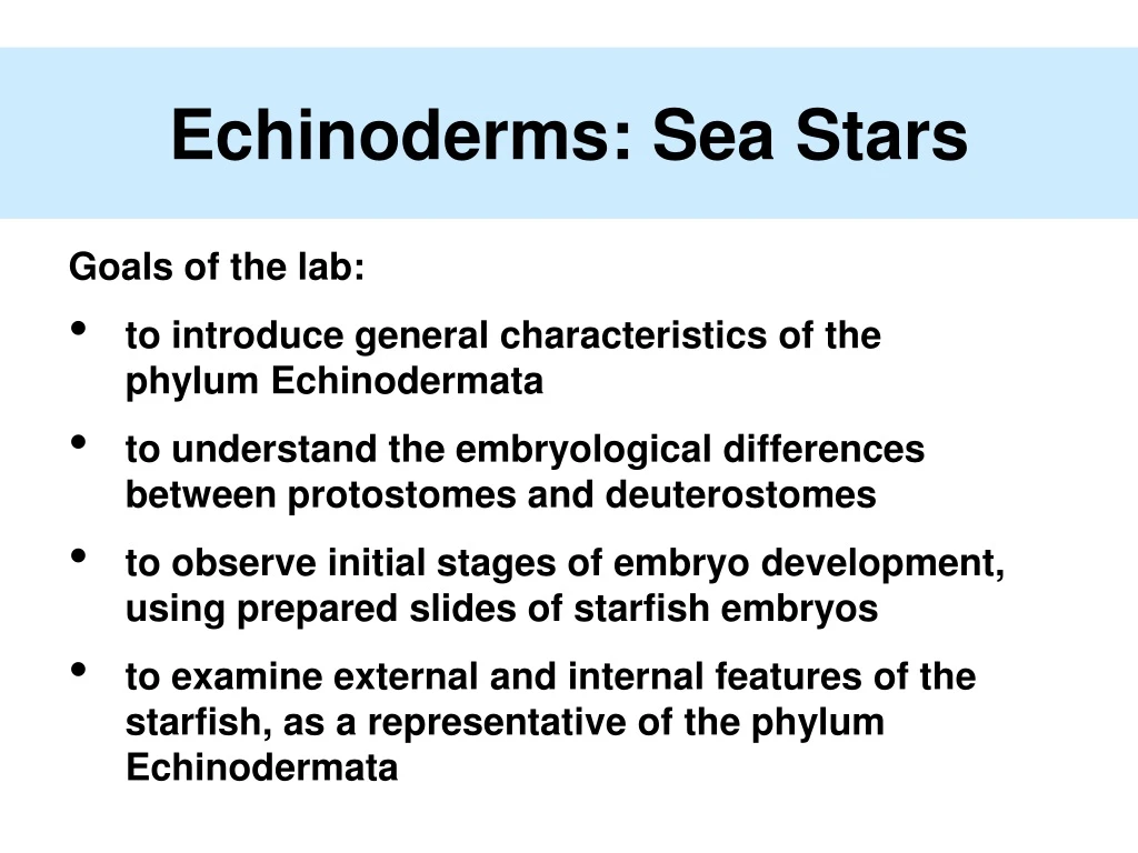 echinoderms sea stars