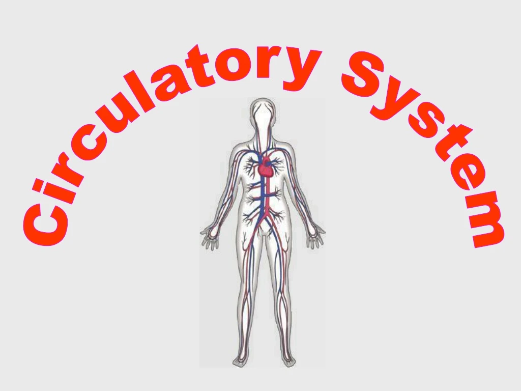 circulatory system