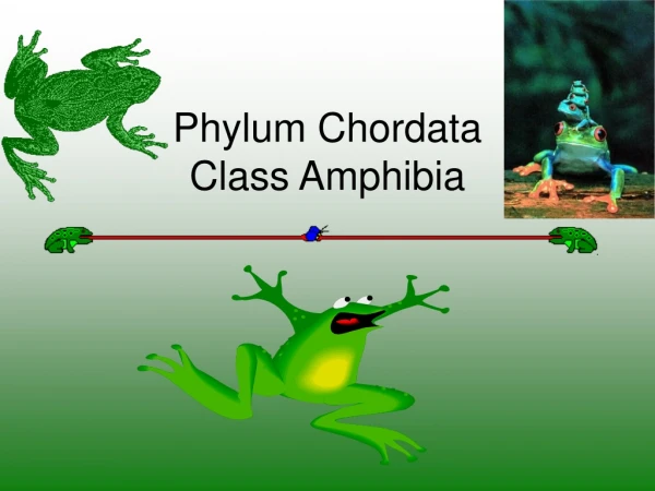 Phylum Chordata Class Amphibia