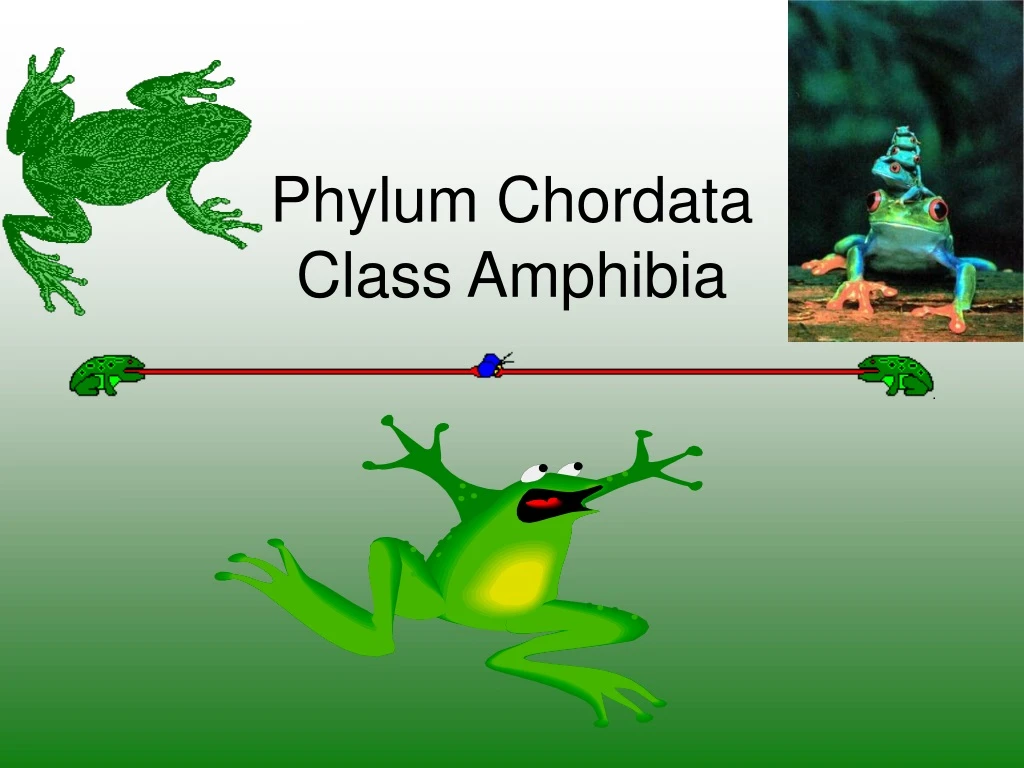 phylum chordata class amphibia