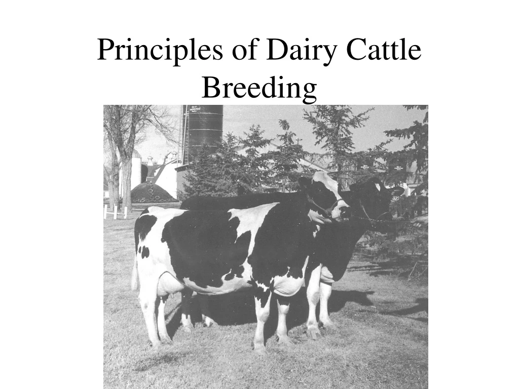 principles of dairy cattle breeding