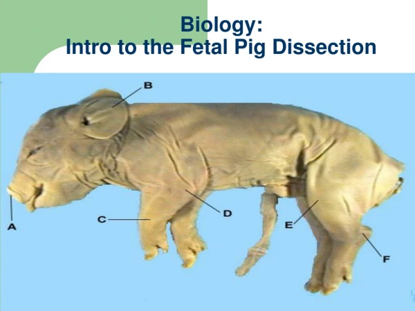 Biology: Intro to the Fetal Pig Dissection