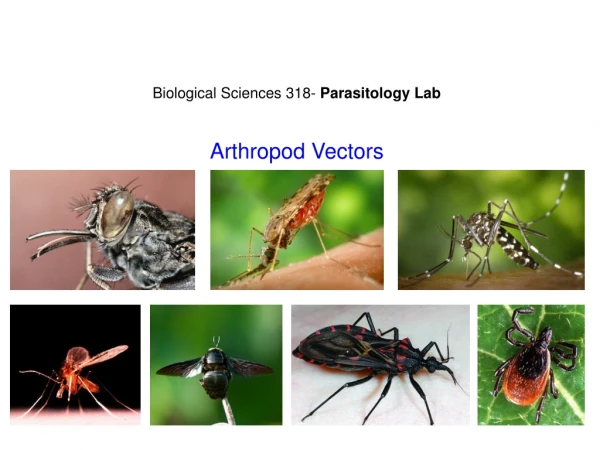 Biological Sciences 318-  Parasitology Lab Arthropod Vectors