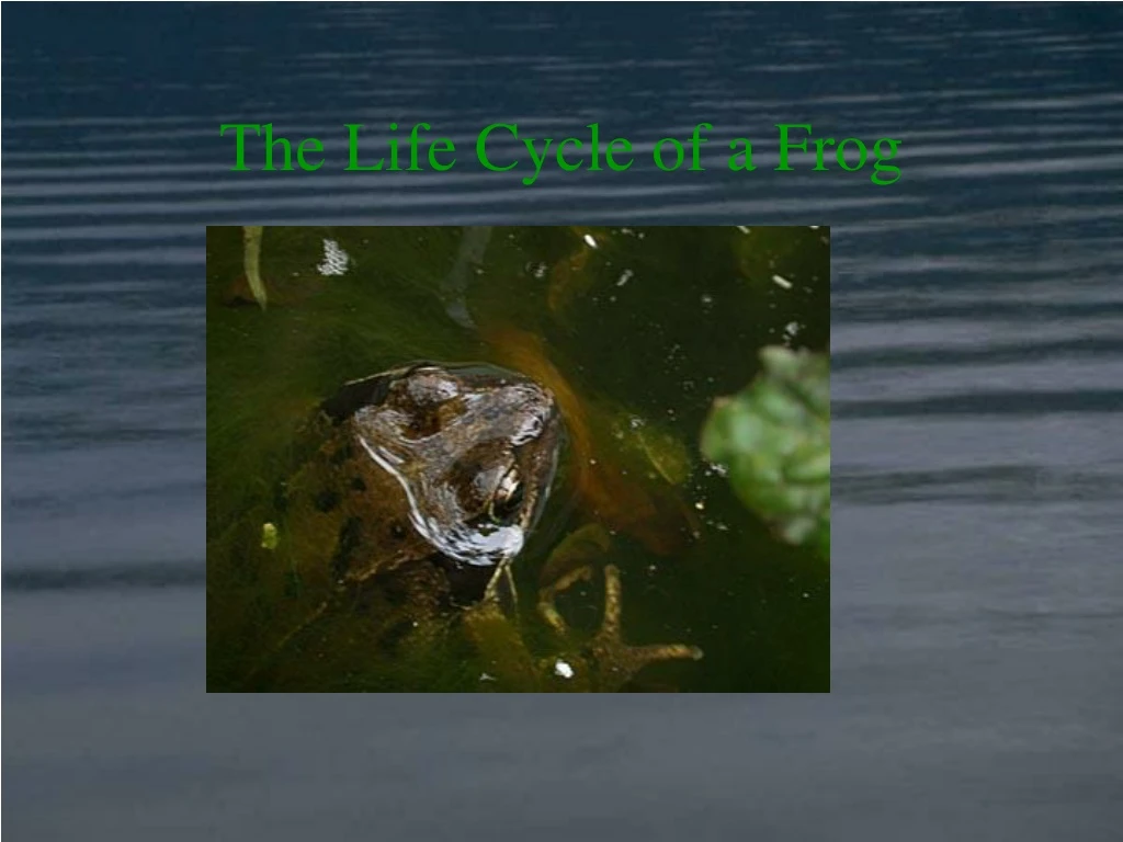 the life cycle of a frog