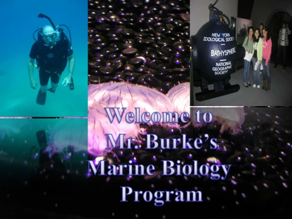 Welcome to  Mr. Burke’s Marine Biology  Program