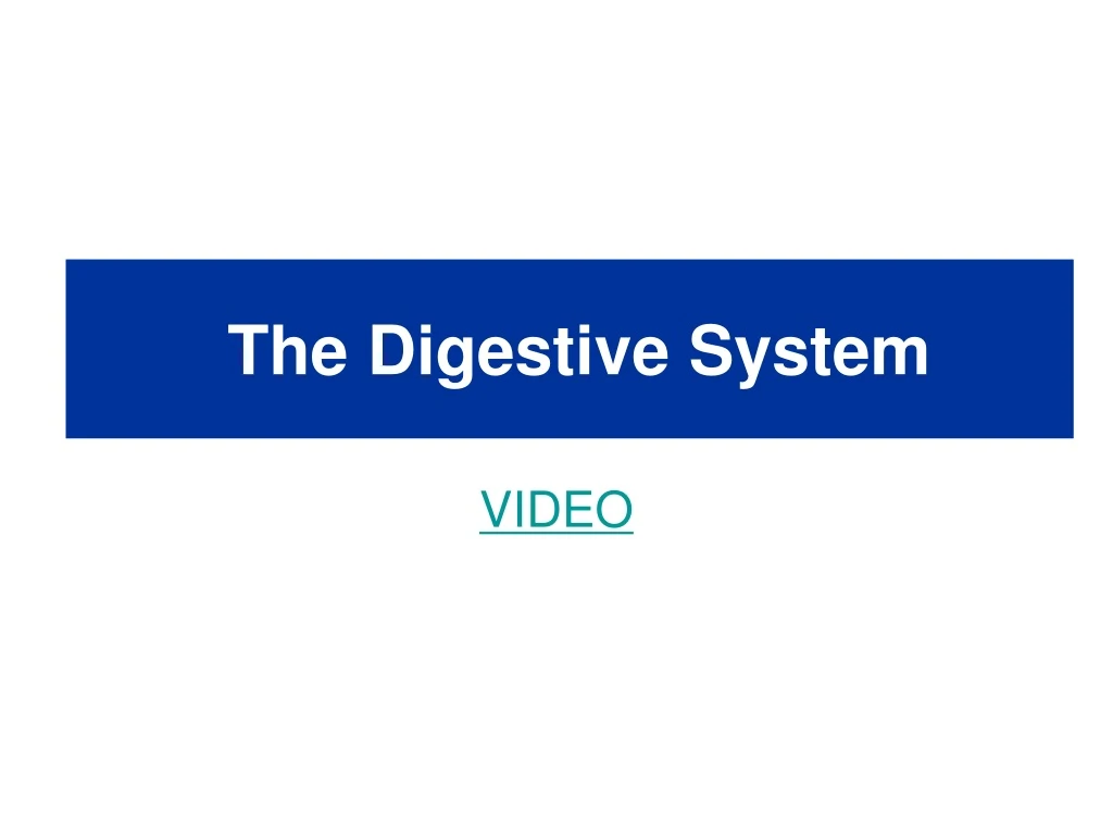 the digestive system