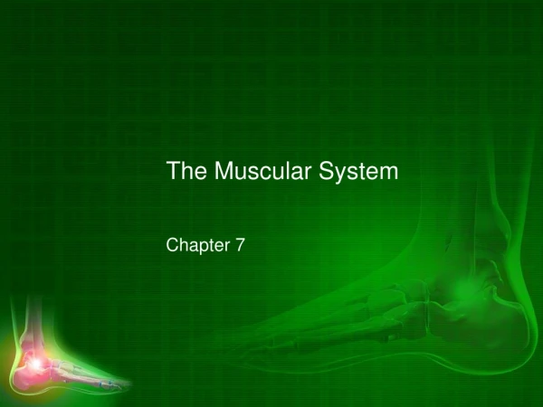 The Muscular System