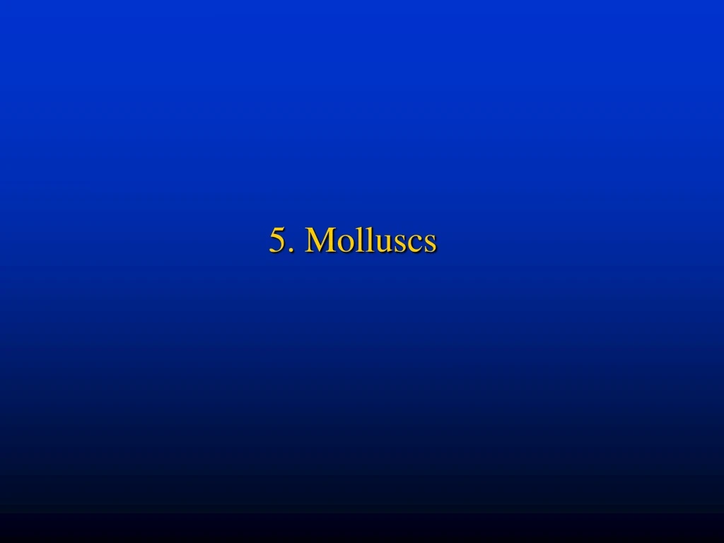 5 molluscs
