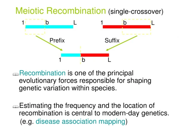 Meiotic Recombination (single-crossover)