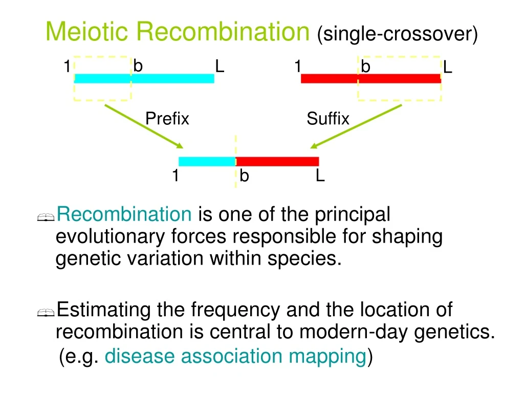 meiotic recombination single crossover