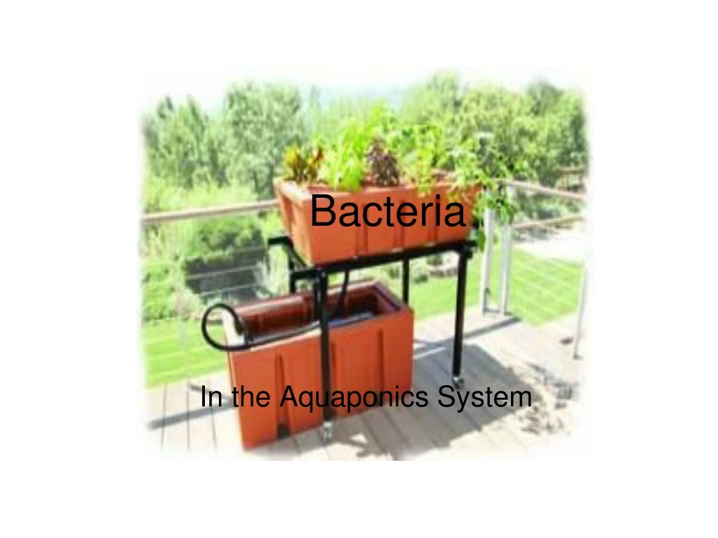 PPT - Bacteria PowerPoint Presentation, Free Download - ID:9228959