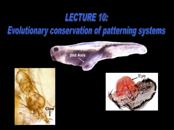 LECTURE 10:  Evolutionary conservation of patterning systems