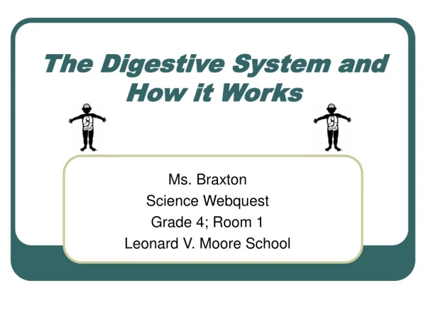 The Digestive System and How it Works