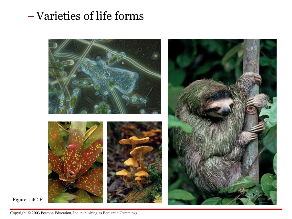 varieties of life forms