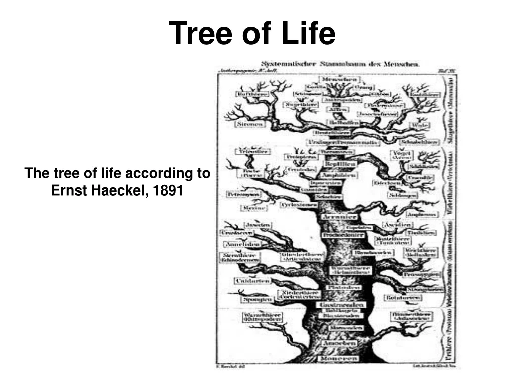 tree of life